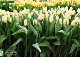 Tulipa Fun For Two ® (2)